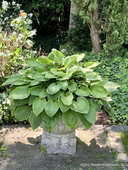 Hosta 'Purple Heart' ®