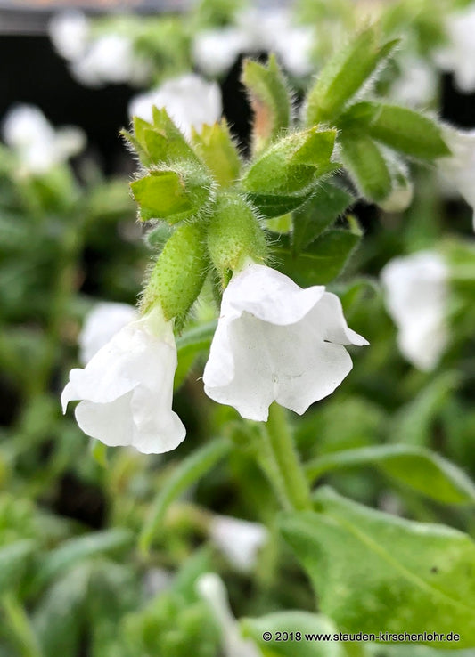 Pulmonaria officinalis 'Ice Ballet'