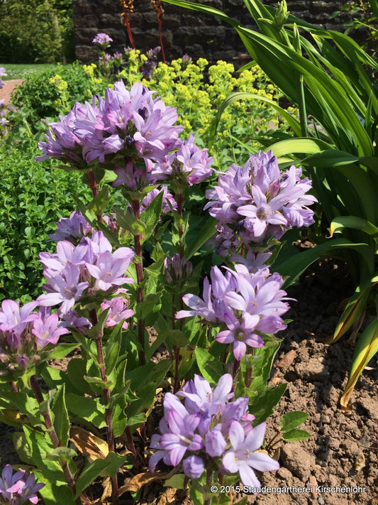 Campanula glomerata 'Caroline'