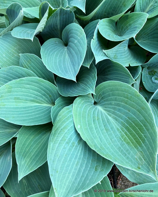 Hosta 'Blue Jay'