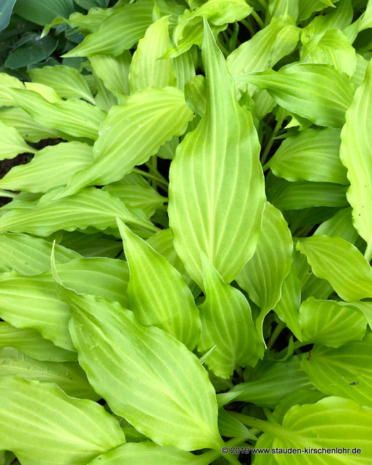 Hosta 'Friends'