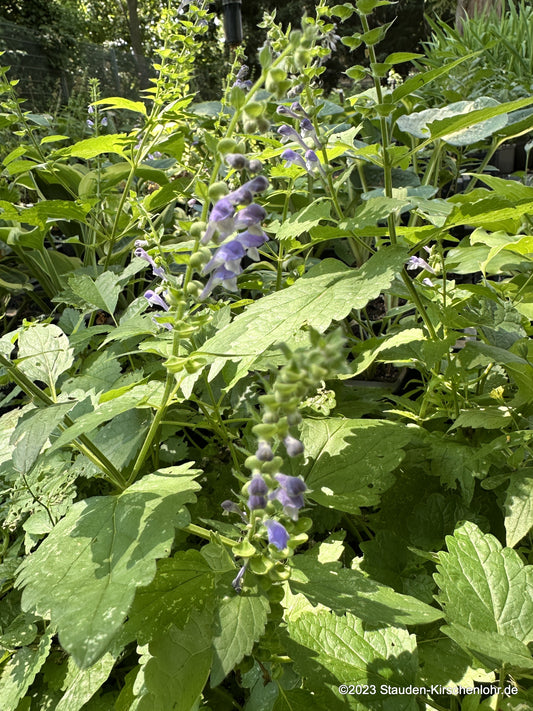 Scutellaria altissima