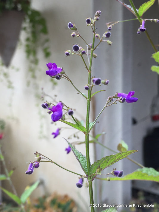 Isodon longitubus 'Noshoku'