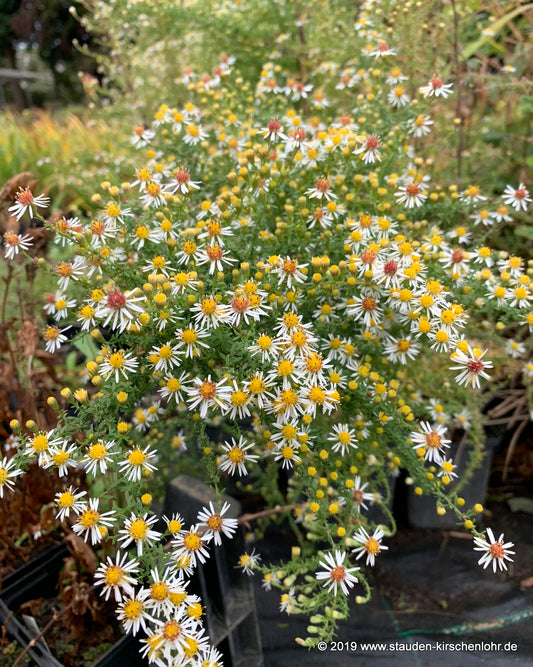 Symphyotrichum ericoides 'Golden Spray'