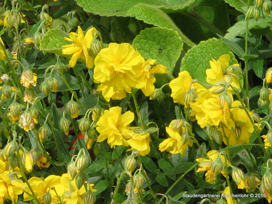 Helianthemum 'Speyerer Gold'