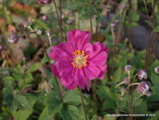 Anemone (Autumn Double Group) 'Margarete'