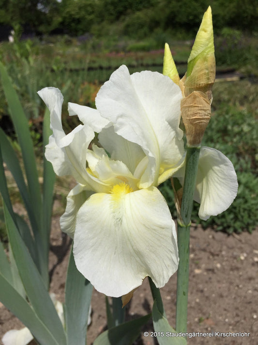 Iris barbata-elatior 'Lugano'