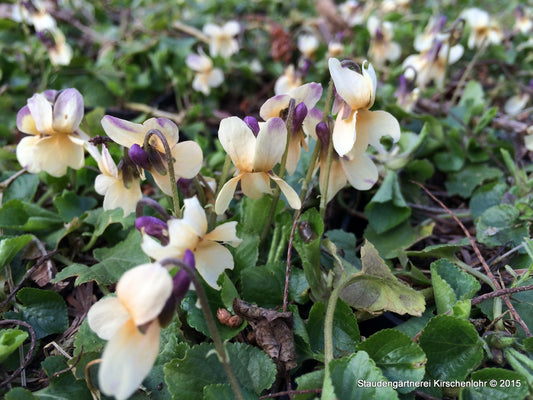 Viola odorata 'Vanilla'