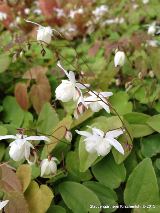 Epimedium x youngianum 'Niveum'