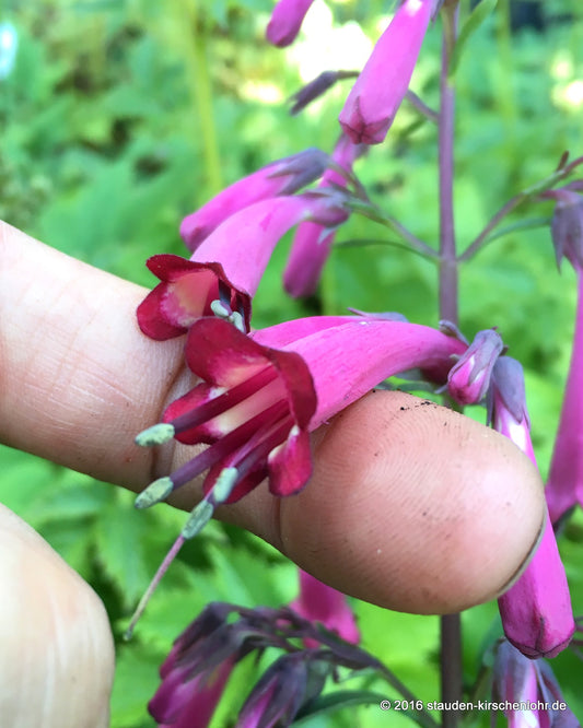 Phygelius x rectus 'Sensation'