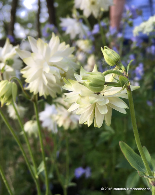 Aquilegia vulgaris 'Green Apples'