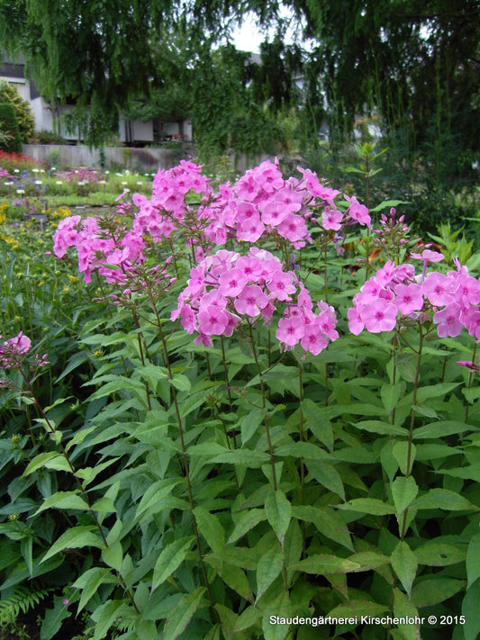 Phlox paniculata 'Minnehaha'