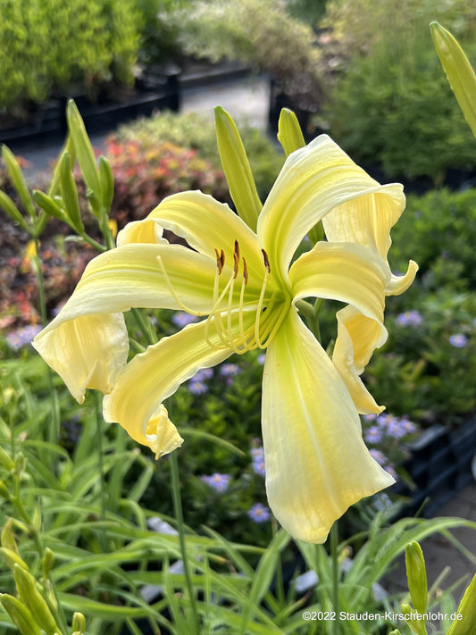 Hemerocallis 'Heavenly Flight of Angels'