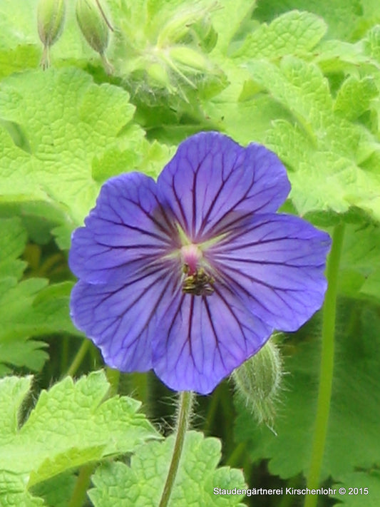 Geranium platypetalum 'Turco'
