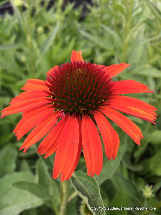 Echinacea 'Orange Skipper' ®