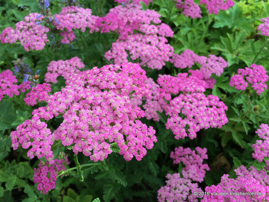 Achillea 'Pretty Belinda' ®