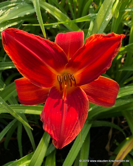 Hemerocallis 'Buzz Bomb'