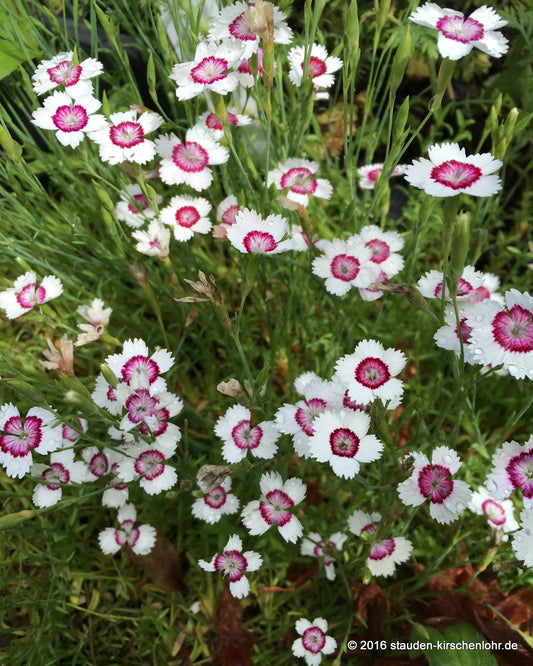 Dianthus deltoides 'Arctic Fire'