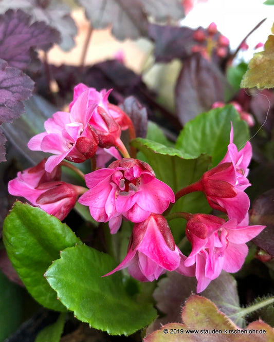 Bergenia 'Flirt'