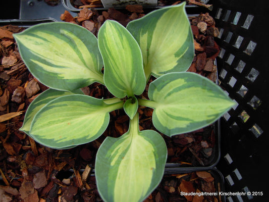 Hosta 'Holy Mouse Ears' ®
