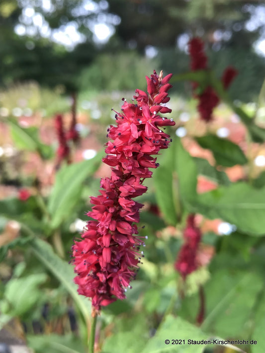Bistorta amplexicaulis 'Red Baron'