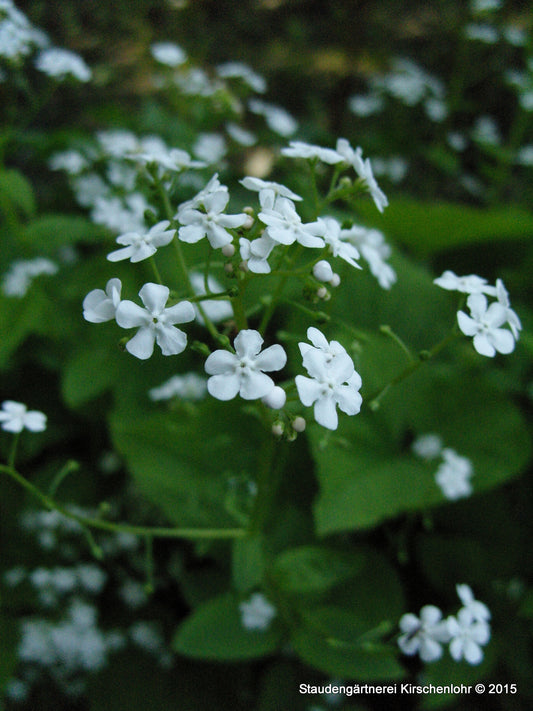 Omphalodes verna 'Alba'