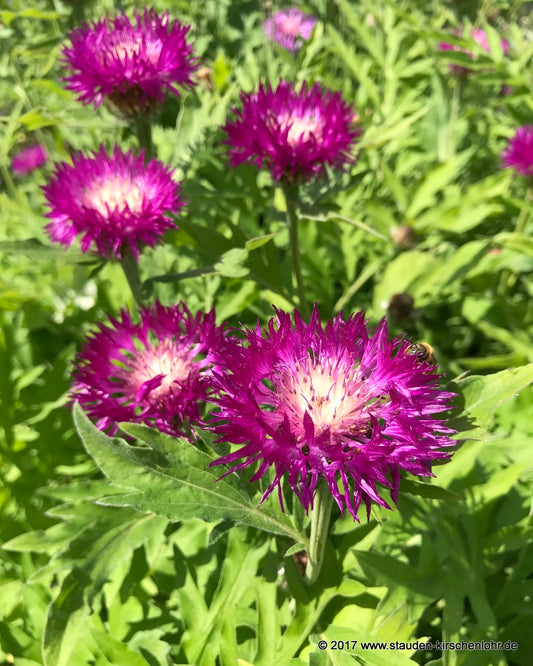 Centaurea dealbata 'Steenbergii'