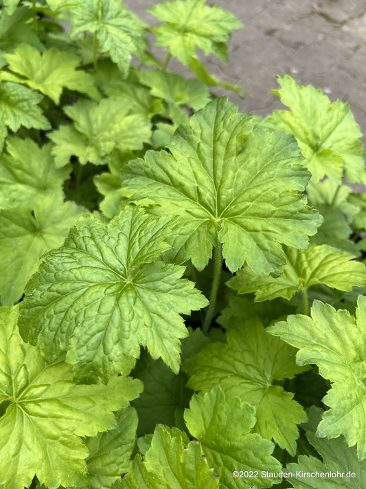 Heuchera 'Chantilly' ®