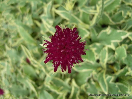 Knautia macedonica