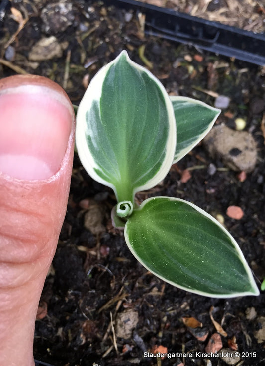 Hosta 'Funny Mouse'