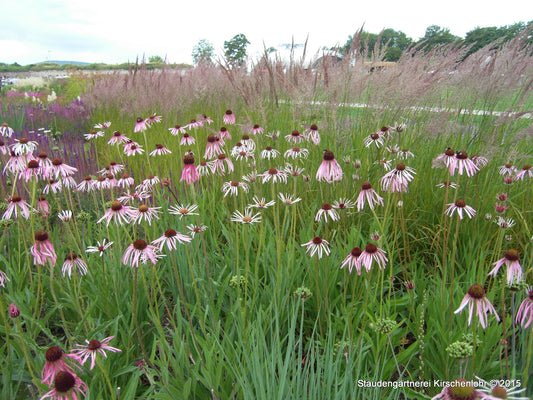 Echinacea pallida