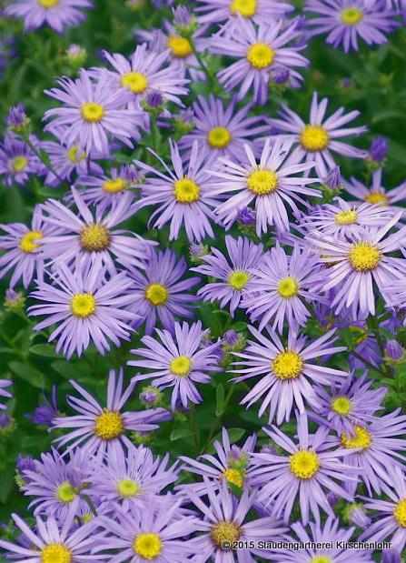 Aster amellus 'Sternkugel'
