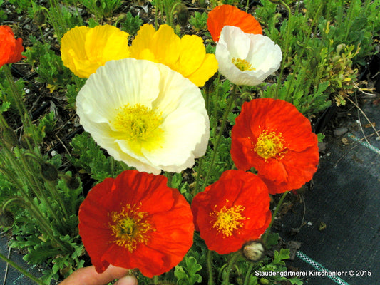 Papaver nudicaule subsp. nudicaule 'Gartenzwerg'