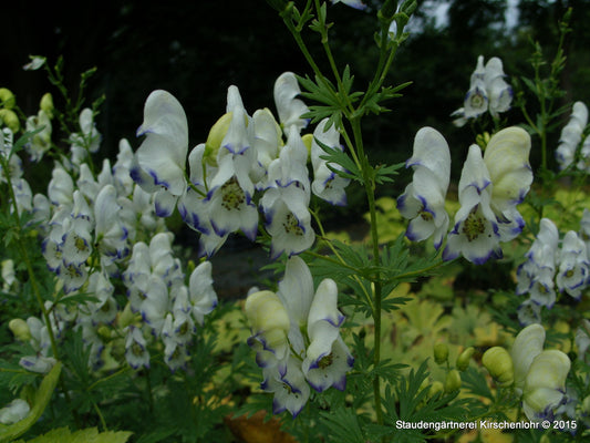 Aconitum x cammarum 'Eleonara'