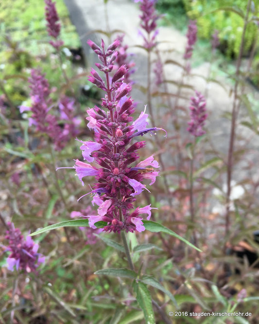 Agastache 'Linda'