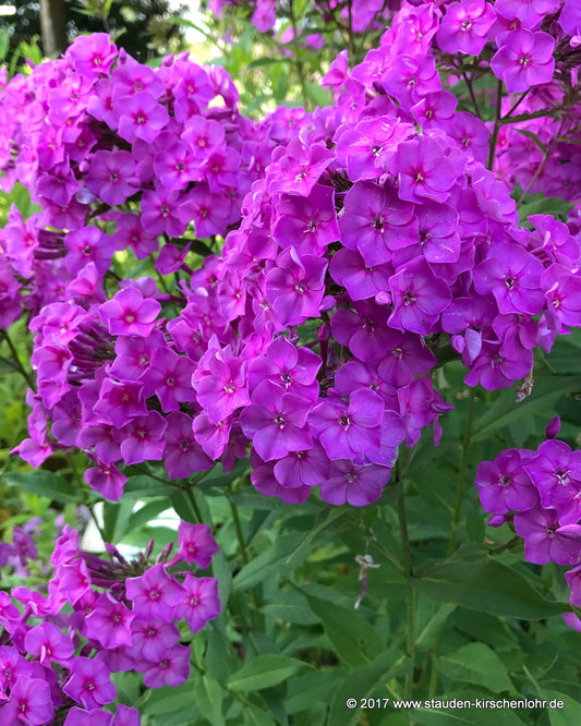 Phlox paniculata 'Pink Lady'