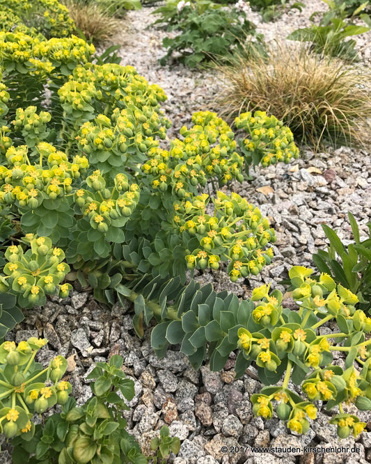 Euphorbia myrsinites