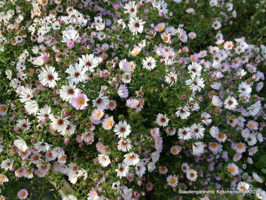Symphyotrichum x amethystinum 'Kylie'