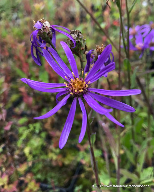 Aster amellus 'Blue King'