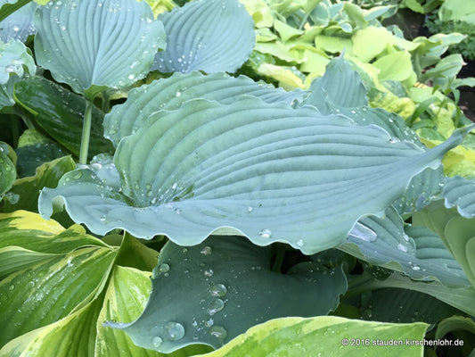 Hosta 'Queen of the Seas'