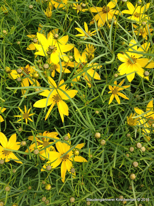 Coreopsis verticillata 'Zagreb'
