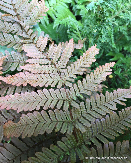 Dryopteris koidzumiana