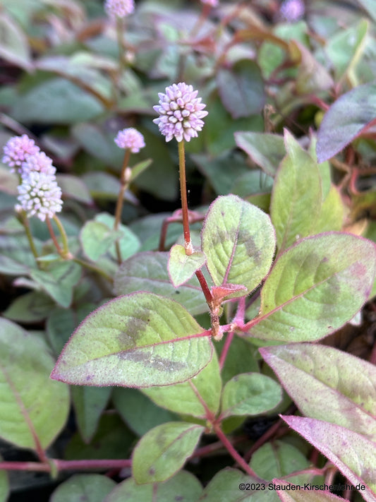 Persicaria capitata