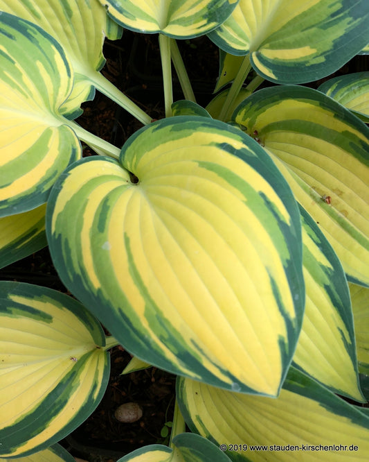 Hosta 'Remember Me' ®