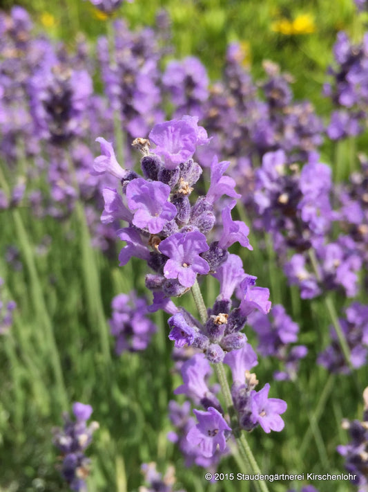 Lavandula angustifolia 'Melissa Lilac' veg.