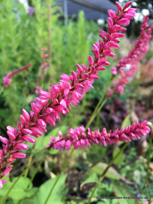 Bistorta amplexicaulis 'Janet'