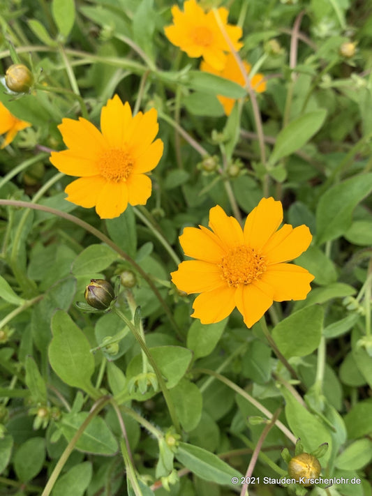 Coreopsis auriculata 'Elfin Gold'