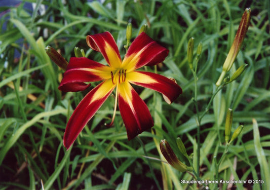 Hemerocallis 'Red Rain'