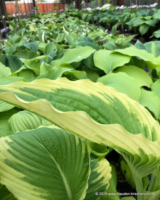 Hosta 'Bridal Falls' ®