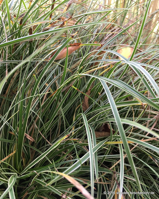 Carex conica 'Snowline'